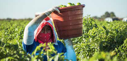 A woman farmworker in the Florida fields, where worker-organizers have innovated effective responses to rampant sexual harassment and assault (photo credit: Coalition of Immokalee Workers).